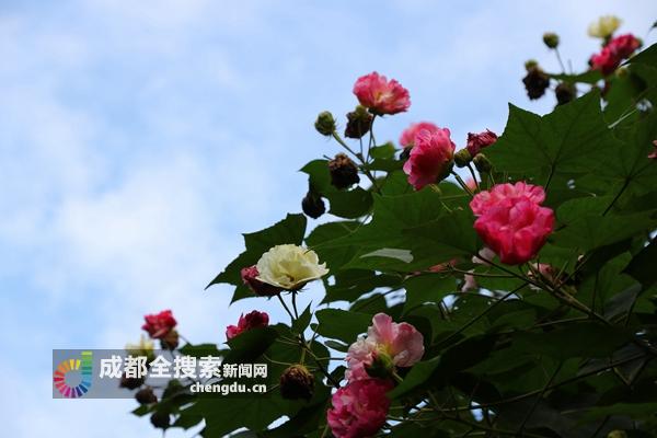 最新长沙市芙蓉区地图：芙蓉区长沙新地图发布