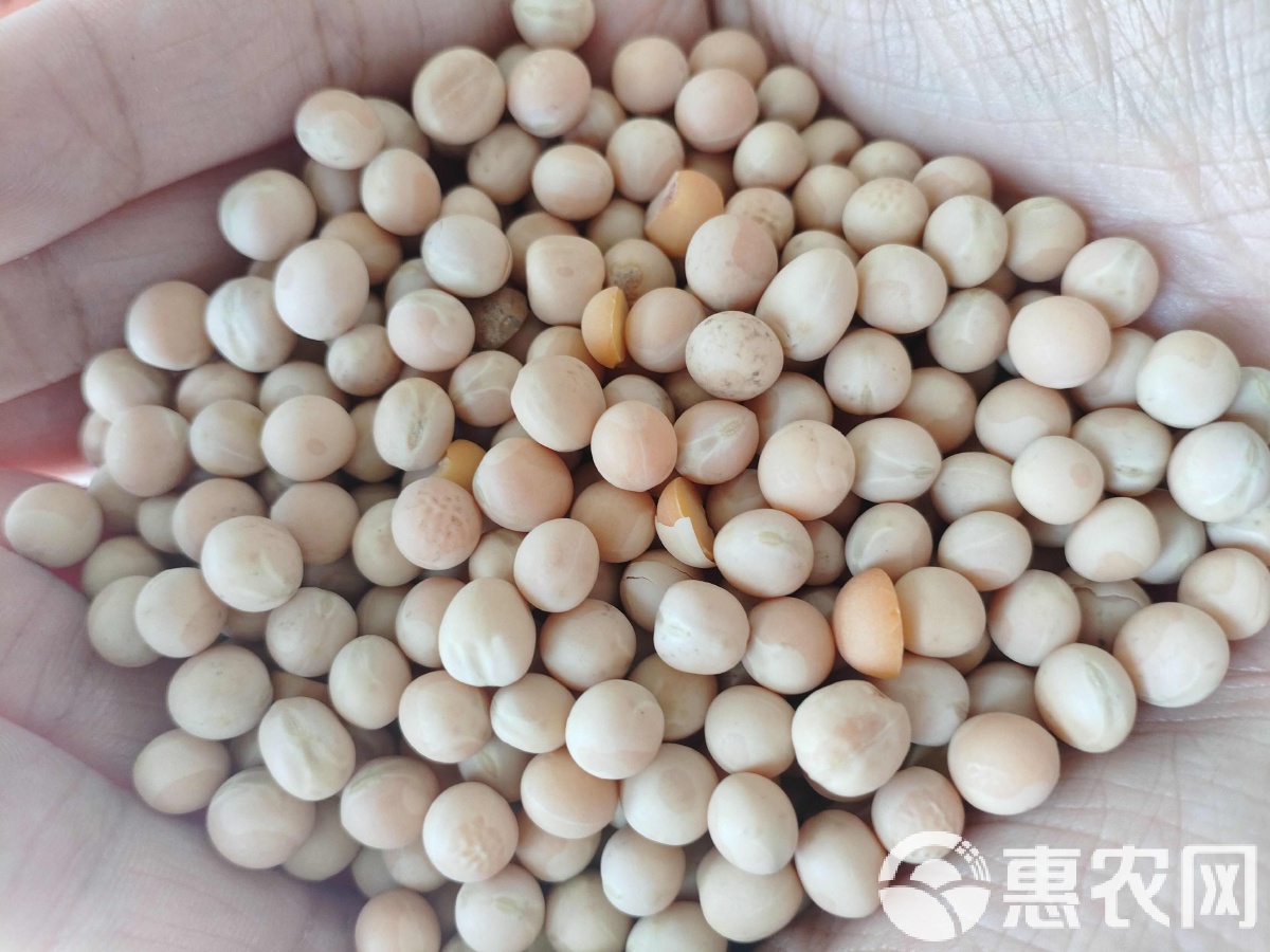 白豌豆价格最新行情-“白豌豆市价动态”