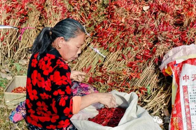 河南临颍辣椒最新价格，河南辣椒市场价格动态：临颍辣椒行情